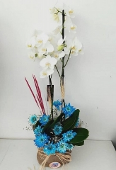 Beyaz Orkide Aranjman #4