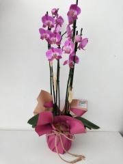 orkide renkli 4 dal